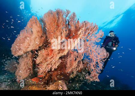 Plongeur regardant le bloc de corail avec ventilateur de mer nodulaire, gorgonien (Melithaea ochracea), rouge, école cardinalfish à pois rouges (Osorhinchus parvulus) Banque D'Images