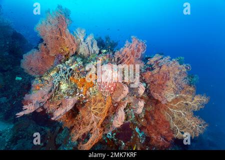 Grand bloc de corail, récif de corail avec de nombreux gorgoniens (Melithaea ochracea), ventilateur de mer noué et éponge géante de tonneau (Xestopongia muta), Océan Pacifique Banque D'Images