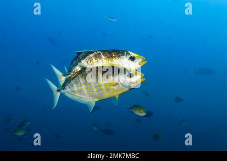 Trois orangés à pois orangés (Carangoides bajad) chassent des proies en mer ouverte, dans l'océan Pacifique, dans la Grande barrière de corail, dans le monde de l'UNESCO Banque D'Images