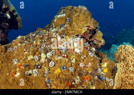 Grande colonie de vers d'arbre de Noël (Spirobranchus giganteus) sur la pierre de Porifea corail Porifea sp. Océan Pacifique, Grande barrière de corail, UNESCO World Banque D'Images