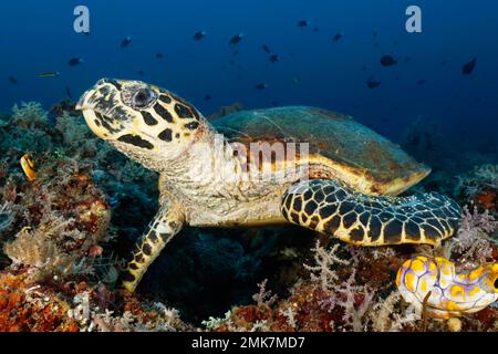 Tortue de mer (Caretta caretta) reposant sur le récif corallien, Océan Pacifique, Grande barrière de corail, site classé au patrimoine mondial de l'UNESCO, Australie Banque D'Images