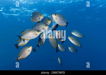 Shoal Striked Spinefoot (Sigus javus) également rabbitfish Java se nourrissant de méduses dans la mer ouverte, Océan Pacifique, Grande barrière de corail, UNESCO Banque D'Images