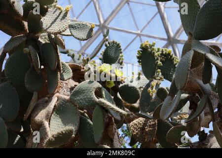 Un Opuntia humifusa tentaculaire, Prickly Pear Cactus, rempli de fleurs jaunes et de gousses de graines dans la salle du désert au conservatoire du parc Mictchell à M Banque D'Images