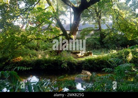 Arbres et rayons du soleil se reflètent dans le canal Bute Feeder, Bute Park, Cardiff, pays de Galles du Sud. Prise août 2022. Banque D'Images