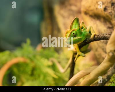 Le caméléon vert perce sur la branche de l'arbre. Animal exotique en réservoir pour reptiles ou lézards. Petit animal de compagnie regardant dans l'appareil photo. Banque D'Images