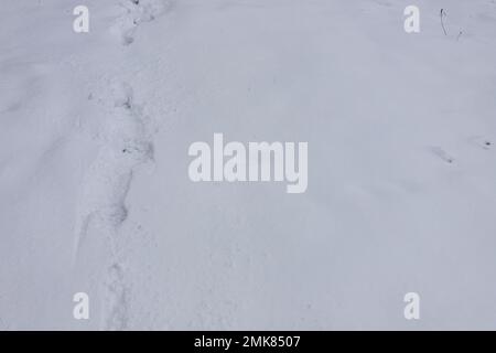 Vue de dessus de l'empreinte de chaussures bottes sur la neige fraîche. La saison d'hiver. Banque D'Images