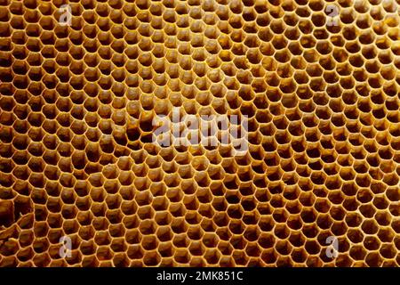 Texture de fond et le motif d'une section de la cire d'abeilles une ruche pleine de miel doré dans une vue plein cadre. Banque D'Images