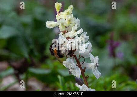 La racine creuse, Corydalis cava, fleurit sur le fond de la forêt dans un parc au printemps. Banque D'Images