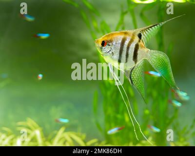 Scallare de Pterophyllum flottant ou angelfish dans le réservoir. Poissons d'aquarium d'eau douce avec des écailles brillantes. Banque D'Images