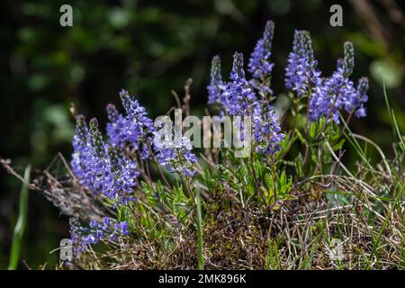 Au printemps, Veronica prostrata fleurit dans la nature parmi les graminées. Banque D'Images