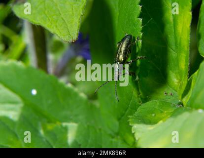 Grand coléoptère vert doré Espagnol Fly, cantharis lytta vesicatoria. La source de la cantharidine terpénoïde, un agent clocharant toxique autrefois utilisé comme ap Banque D'Images