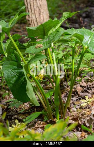 Arum maculatum dans l'habitat. Nakeshead d'aka, racine d'adder, arum sauvage, nénuphars, seigneurs et dames, diables et anges, vaches et taureaux, couckoo-pint, Adam Banque D'Images