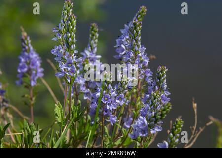 Au printemps, Veronica prostrata fleurit dans la nature parmi les graminées. Banque D'Images