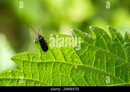 Coléoptère de soldat, Cantharis obscura, sur l'inflorescence de l'herbe. Banque D'Images