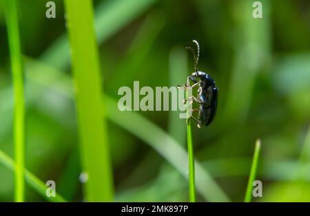 Grand coléoptère vert doré Espagnol Fly, cantharis lytta vesicatoria. La source de la cantharidine terpénoïde, un agent clocharant toxique autrefois utilisé comme ap Banque D'Images