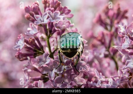 Le bronze doré, Cetonia aurata, est une espèce de bronze ailé de la sous-famille des bronzes, Cetoniinae. Le scarabée de bronze recueille le nectar et le pollen de la flo Banque D'Images