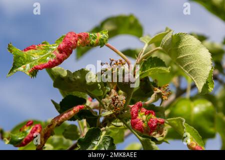 Pucerons feuillage gondolé, gros plan feuille courbée sur le cerisier, Prunus sp, causée par le puceron noir, puceron noir sous les feuilles. Banque D'Images