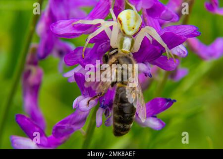 Photo macro d'une araignée de crabe à fleurs Misumena vatia, qui peut changer sa couleur en fonction de l'arrière-plan sur la fleur qui a attrapé l'abeille sauvage. Banque D'Images