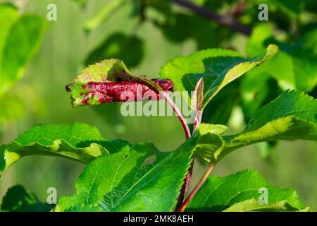 Pucerons feuillage gondolé, gros plan feuille courbée sur le cerisier, Prunus sp, causée par le puceron noir, puceron noir sous les feuilles. Banque D'Images