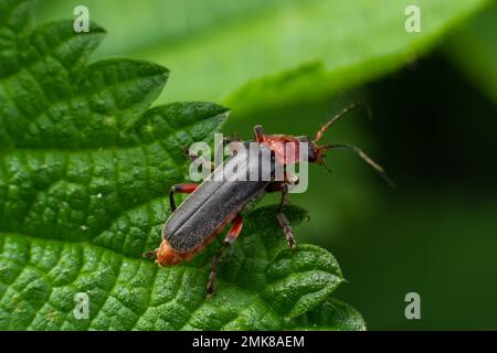 Le scarabée cantharis fusca se trouve sur une feuille d'herbe au début de l'été. Banque D'Images