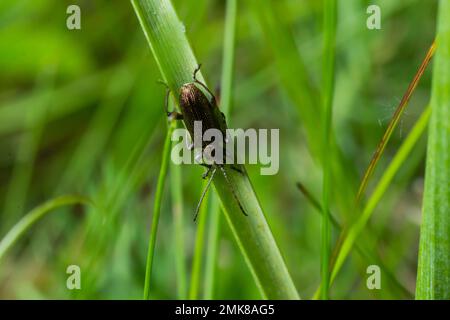 Gros plan sur une feuille, le coléoptère malachite, Malachius bipustulatus, les coléoptères de la famille des fleurs à ailes douces, Melyridae. Jardin hollandais. Printemps, mai. Banque D'Images