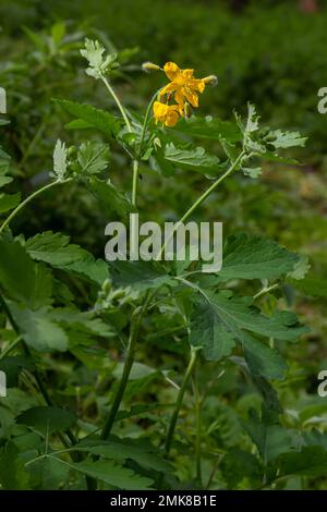 Fleurs de Chelidonium jaune, communément connues sous le nom de célandine ou tétermoort, au bord de la forêt. Banque D'Images