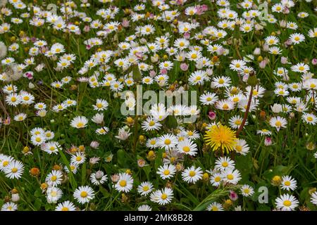 Champ plein de Marguerite fleuri dans un soleil éclatant. Vue détaillée de la pâquerette blanche et jaune commune ou Bellis perennis dans leur habitat naturel. Pelouse D Banque D'Images