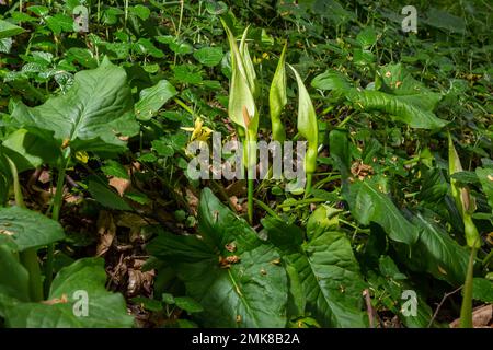 Arum maculatum dans l'habitat. Nakeshead d'aka, racine d'adder, arum sauvage, nénuphars, seigneurs et dames, diables et anges, vaches et taureaux, couckoo-pint, Adam Banque D'Images