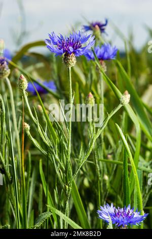 Fleur de maïs, Centaurea cyanus, Asteraceae. Fleur de maïs Herb ou fleur de bouton de bachelor dans le jardin. Banque D'Images