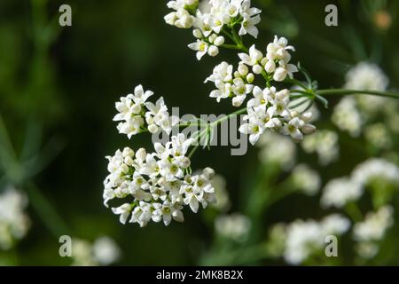 Macro photo d'une fleur d'une plante de paille cireuse, Galium glaucum. Banque D'Images