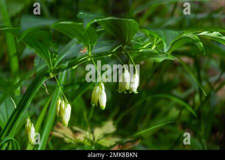 Polygonatum odoratum fleurs accrochées à intervalles réguliers. Le nom coréen de cette plante, qui est le Polygonatum odoratum, est appelé Banque D'Images