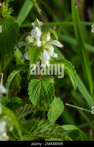 L'album de Lamium, communément appelé ortie blanche ou ortie blanche morte, est une plante à fleurs de la famille des Lamiaceae. Banque D'Images