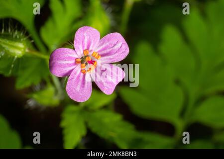 Gros plan d'un petit géranium robin rose, focus sélectif sur un fond de bokeh vert - Geranium purpurpureum . Banque D'Images