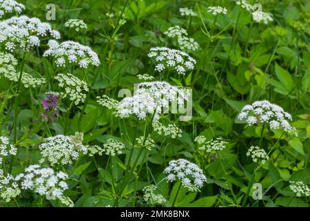 Une vue d'une prairie à fleurs blanches d'Aegopodium podagraria L. de la famille des apiales, communément appelé aîné de terre, herbage, évêque, herbe, Banque D'Images