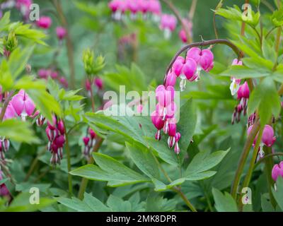 Plante à fleurs Lamprocapnos spectabilis, coeur saignant, bourgeons fallapiens ou coeur saignant asiatique. Fleurs rose vif en fleur. Backgro naturel d'été Banque D'Images