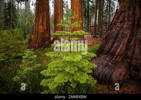 La forêt de Mariposa de séquoias géants dans le parc national de Yosemite Banque D'Images