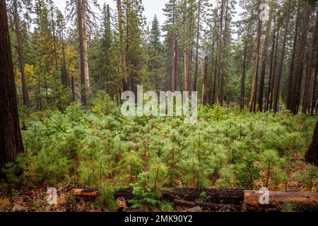 La forêt de Mariposa de séquoias géants dans le parc national de Yosemite Banque D'Images