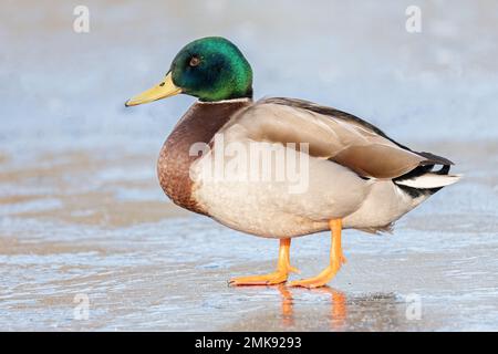 Canard colvert mâle sur la glace à Cemetery Lake, Southampton Common, Hampshire, Royaume-Uni Banque D'Images