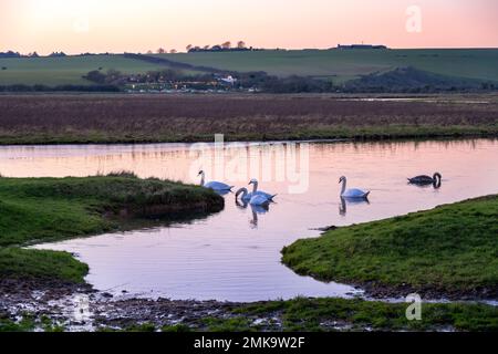 Famille des cygnes sur la rivière Cuckmere lors d'une soirée d'hiver, East Sussex, Angleterre Banque D'Images