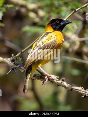 Le tisserand de Speke (Ploceus spekei) dans une succursale, Masai Mara, Kenya, Afrique Banque D'Images