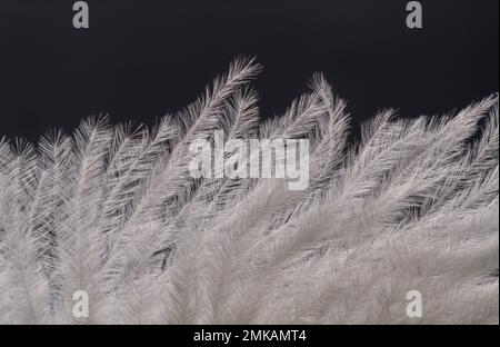 Fragment d'une plume d'autruche avec une belle structure et des motifs de couleur blanche dans une lumière contourée sur un fond noir Banque D'Images