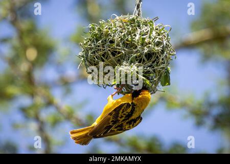 Tisserand de Speke (Ploceus spekei) suspendu de son nid, Masai Mara, Kenya, Afrique Banque D'Images