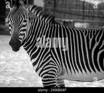 Zebra Calgary Zoo Alberta Banque D'Images