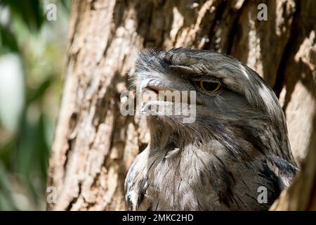 La grenouille Tawny est gris argenté, légèrement plus pâle en dessous, striée et marbrée de noir et de rufous. L'œil est jaune dans les deux formes, et le large, h Banque D'Images