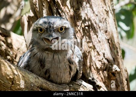 La grenouille Tawny est gris argenté, légèrement plus pâle en dessous, striée et marbrée de noir et de rufous. L'œil est jaune dans les deux formes, et le large, h Banque D'Images