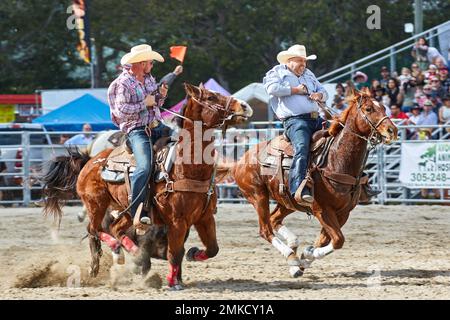 Homestead, Floride, États-Unis. 28th janvier 2023. 74th Rodeo de championnat annuel Homestead, présenté par Downrite Engineering et Spitzer Chrysler Dodge Jeep RAM de Homestead. Barrel Racing, Bull Riding, Tie Down Roping, Team Roping, Saddle Bronc Riding, Bareback Bronc Riding, Steer Wrestling, John Harrison Specialty Act, Homestead Everglades Posse Specialty Act. PRCA. Credit: Yaroslav Sabitov/YES Market Media/Alay Live News Banque D'Images