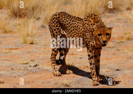 Cheetahs dans le dessert africain Banque D'Images