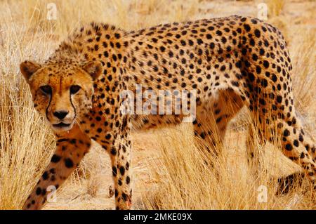 Cheetahs dans le dessert africain Banque D'Images