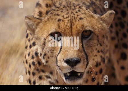 Cheetahs dans le dessert africain Banque D'Images