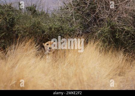 Cheetahs dans le dessert africain Banque D'Images